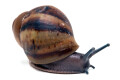 Archachatina marginata ovum Nigeria XXL juvenil